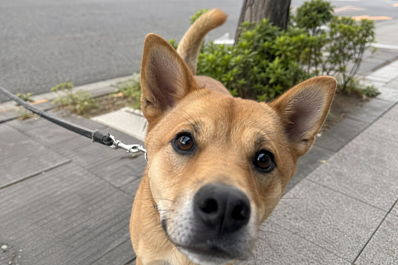 街边偶遇小狗